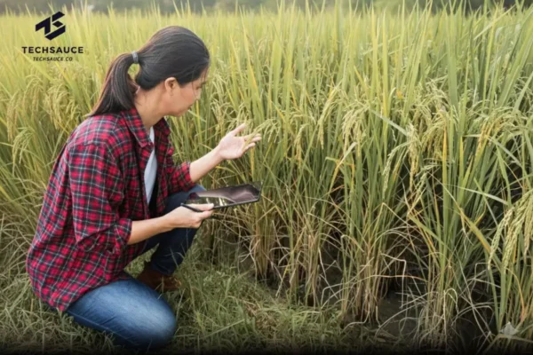 AI อ่านสุขภาพข้าว! แค่ถ่ายรูปก็รู้ว่าข้าวแตกหน่อดีไหม ช่วยประเมินผลผลิตได้ทันที แม่นยำ 94–98%
