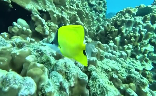 เรือยนต์ติดระบบ AI นำทาง “ปลูกปะการัง” ตรงเป้า ฟื้นวิกฤต “ฟอกขาว” ครั้งใหญ่