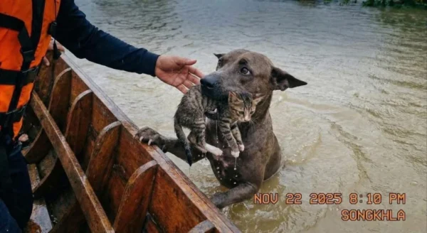 เช็กแล้ว! ภาพสุนัขคาบแมว ทำมาจาก AI ไม่ใช่สถานการณ์จริง