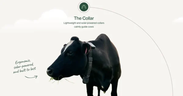 คอกไม่มี แต่วัวไม่หาย ส่อง ‘Halter’ ปลอกคอ AI ที่กำลังปั้นอาณาจักร 7 หมื่นล้าน